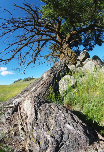 unusual  tree
