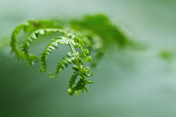 Who needs a macro lens (apart from the two I've got)?!