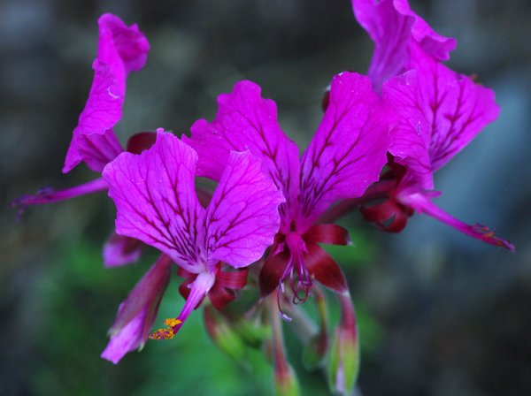 Wild Flower