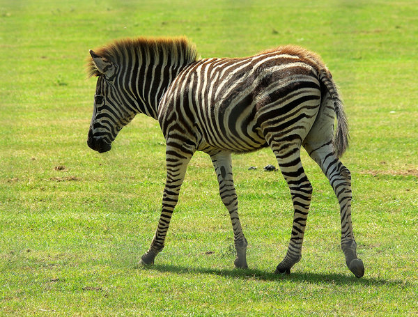 Zebra Foal