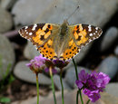 Painted Lady border=