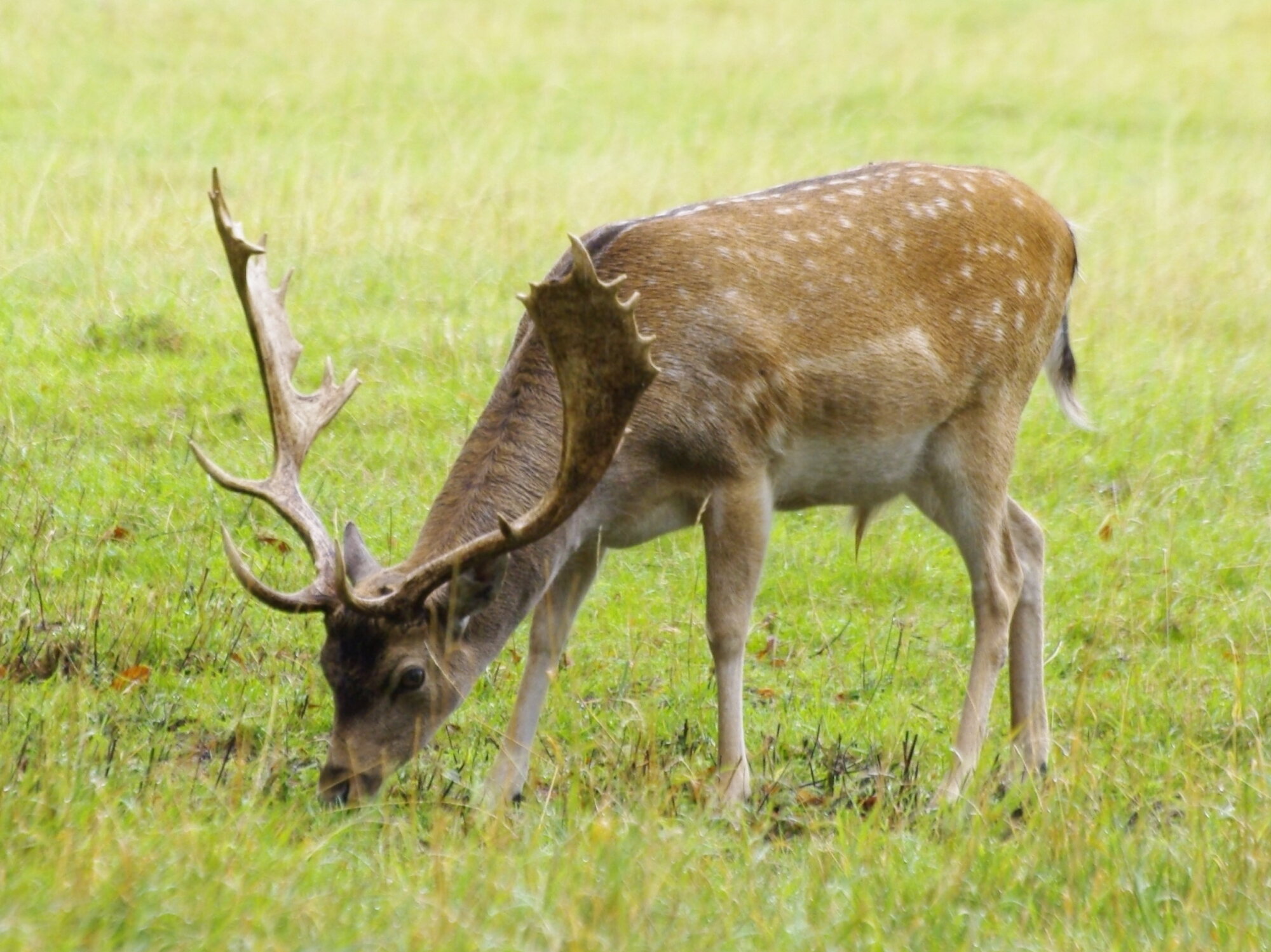 Deer at Burghley House