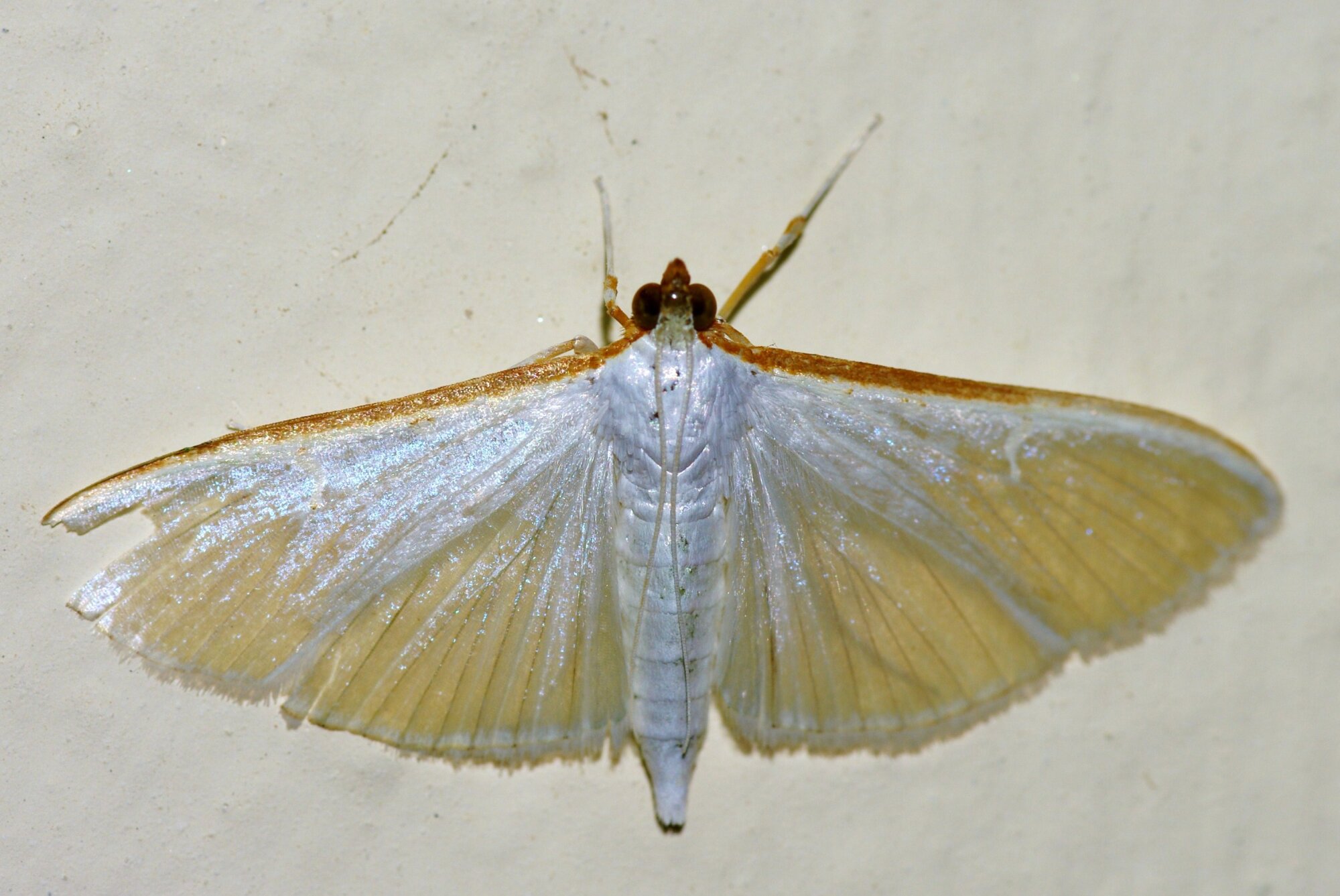 Moth