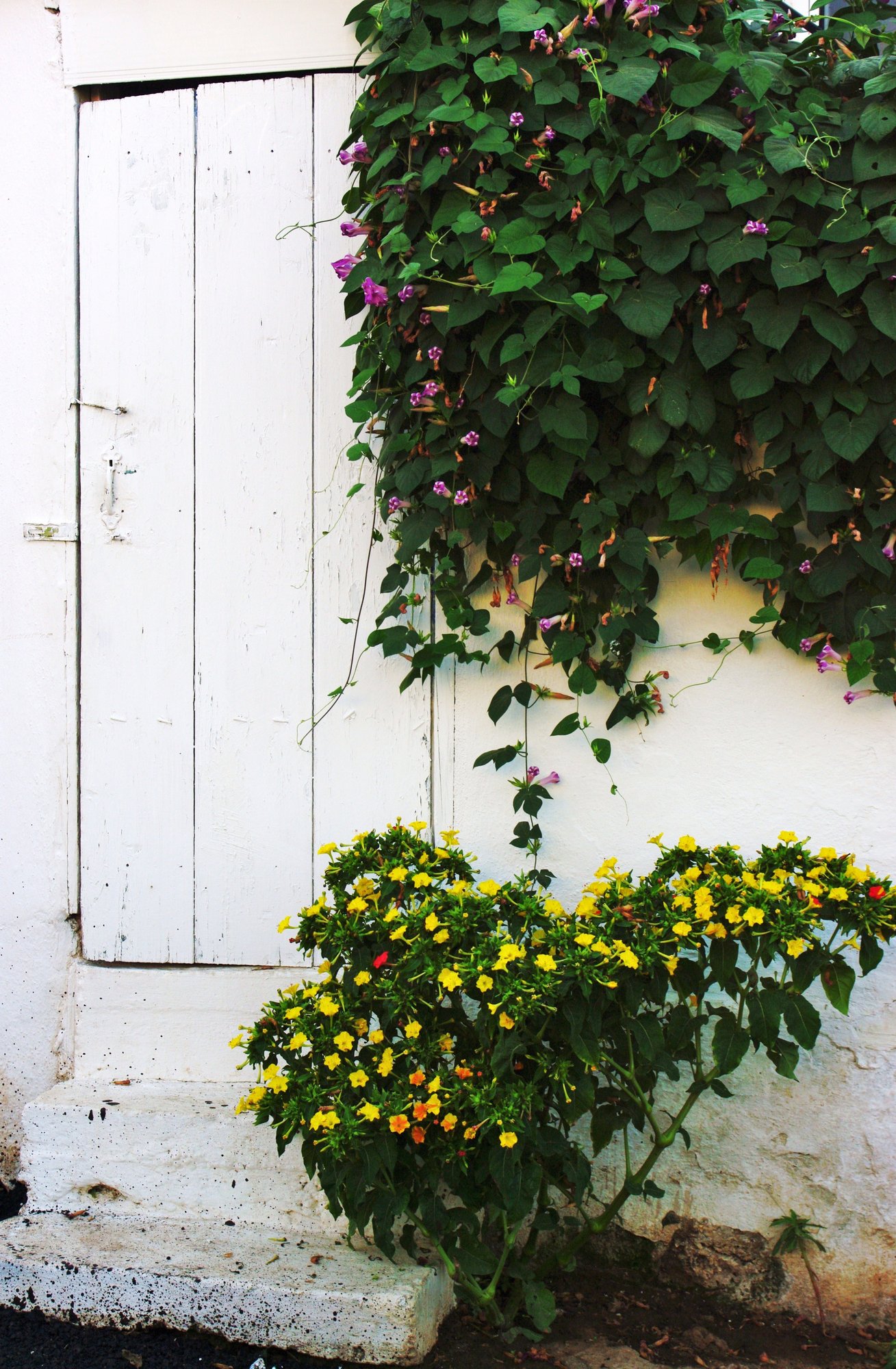 White Door