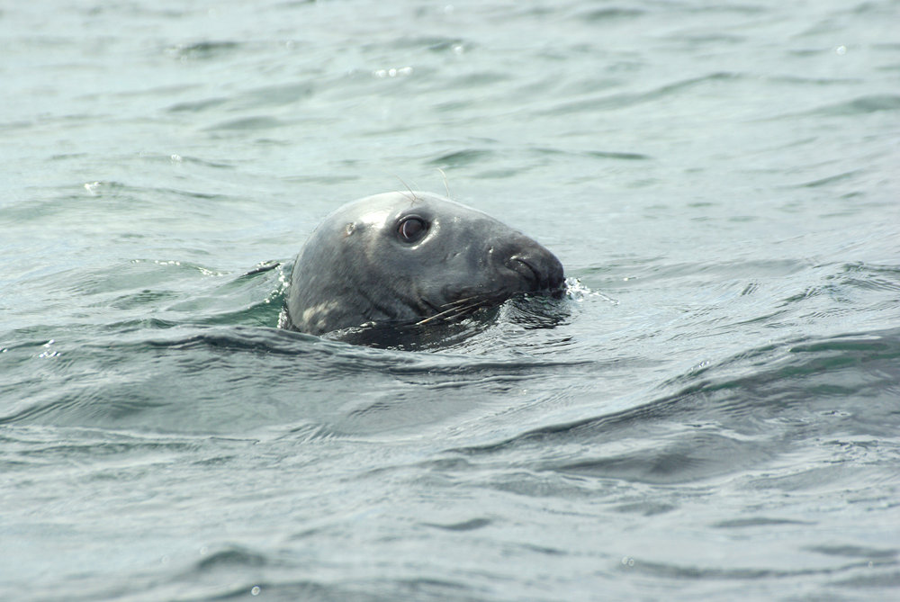 Atlantic grey seal off the Farne islands