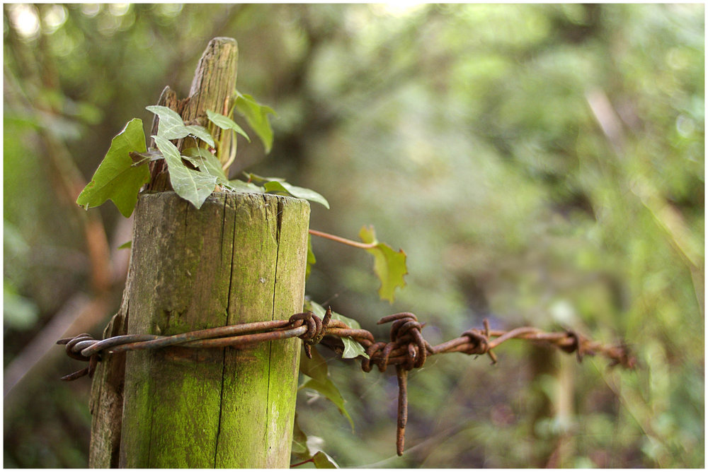 Barbed Wire and Ivy