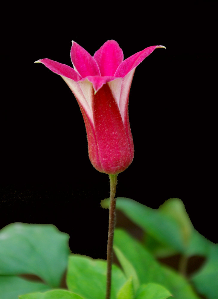 Clematis flower