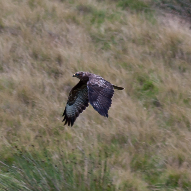 Flying Buzzard