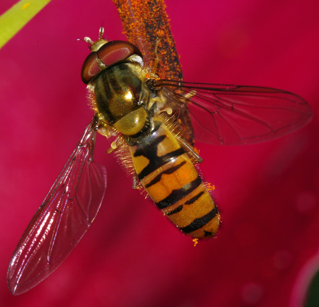 Hover Fly?