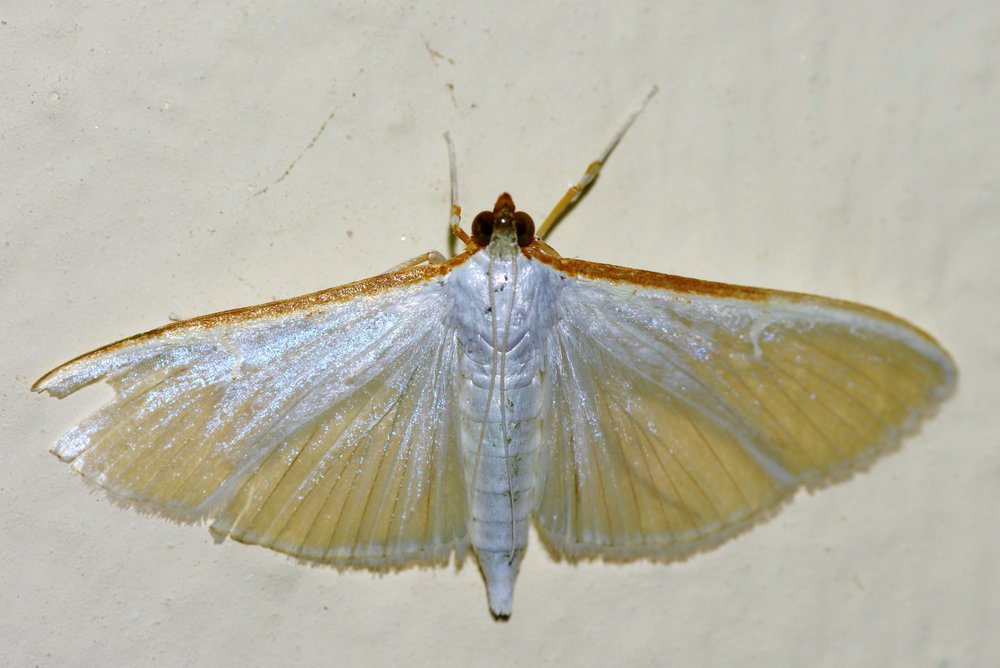 Moth