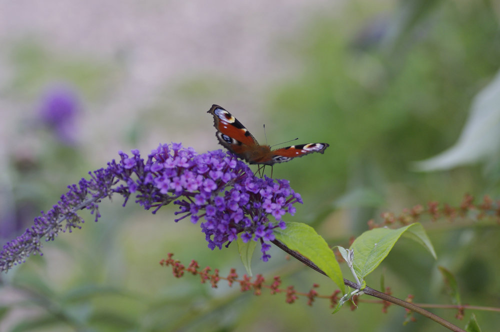 Peacock butterfly on Buddleia