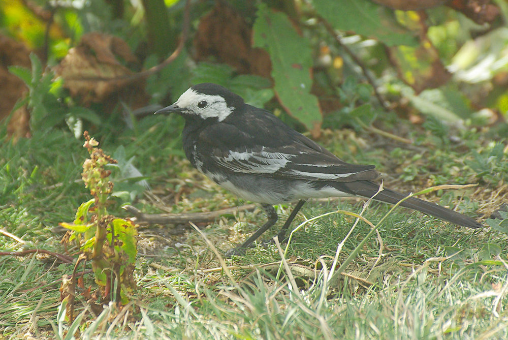 Pied Wagtail on Inner Farne Island
