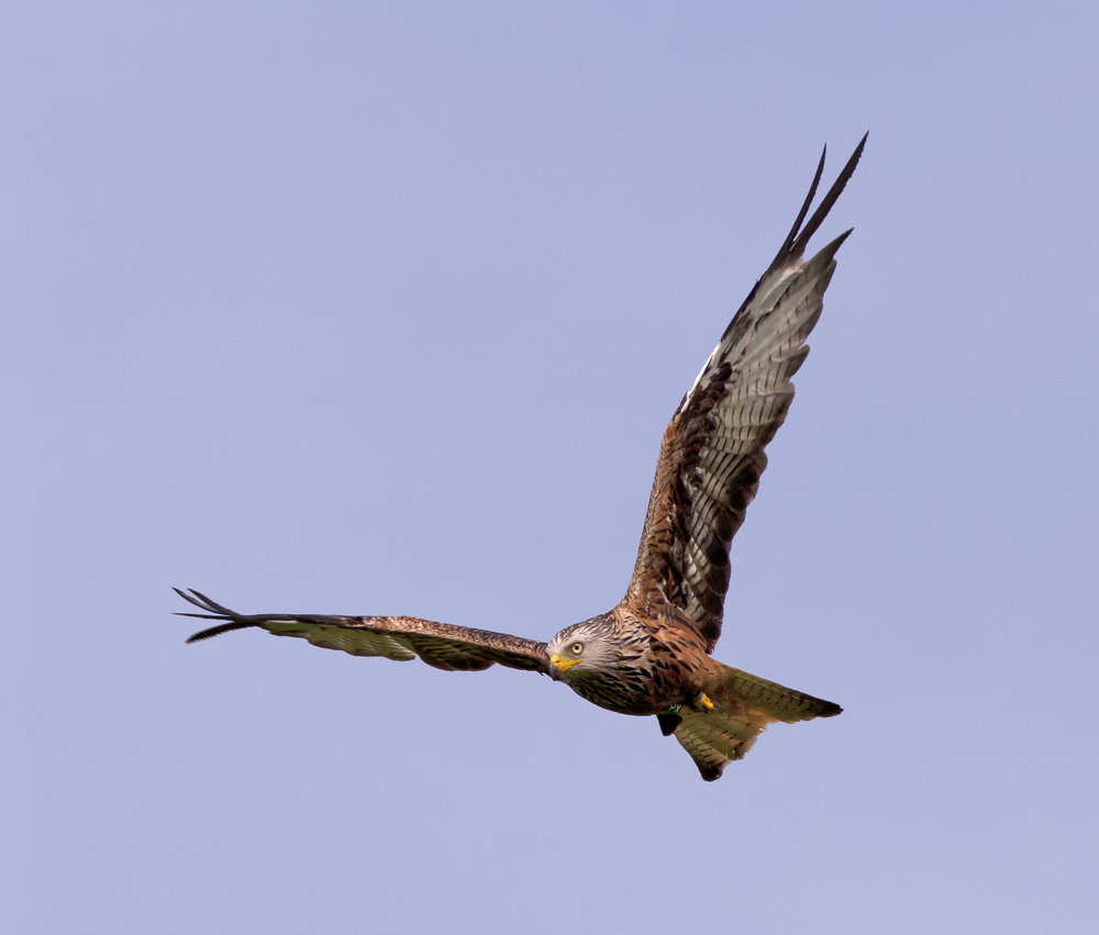 Red Kite