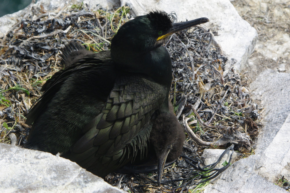 Shag with chick
