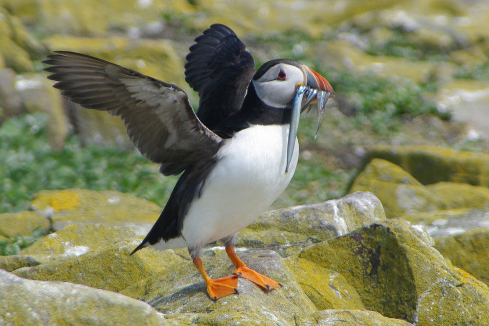 yet another puffin