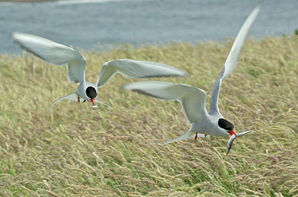 Arctic Terns with Sand Eels, Farne Islands