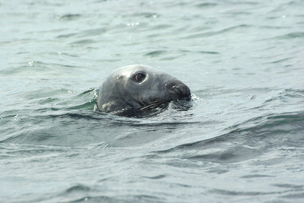 Atlantic grey seal off the Farne islands