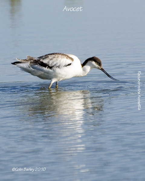 Avocet