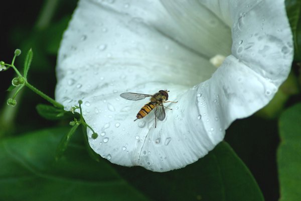 Bind weed flower