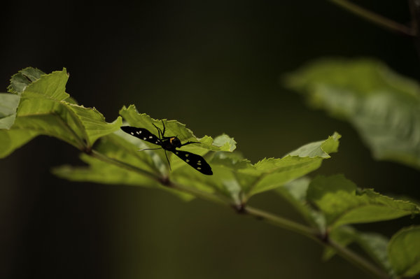 black uunder green