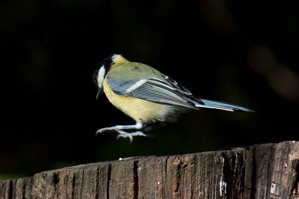 Blue Tit Landing