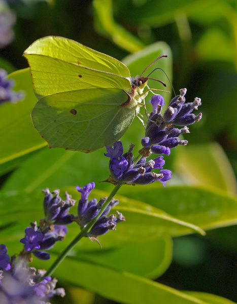 Brimstone