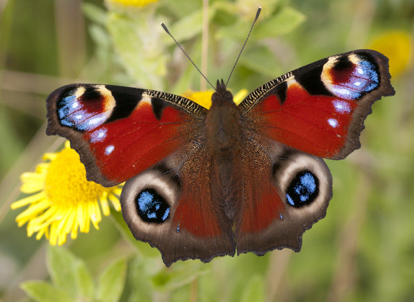 Peacock Butterfly