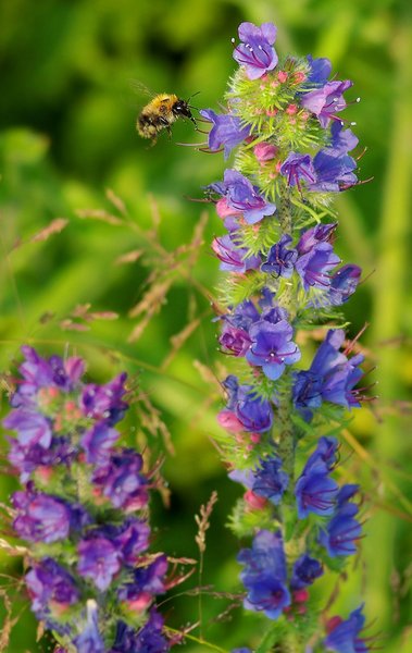 Buzzy Bee