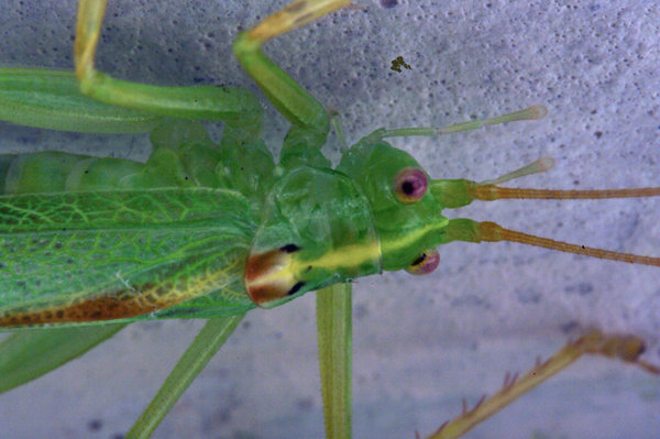 Closer to the Grass Hopper, previously uploaded.