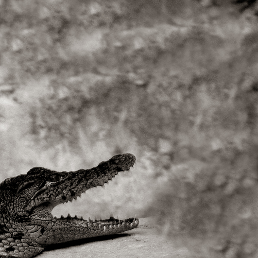 Croc...