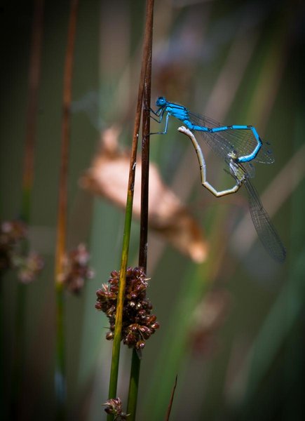 Dragonflies and Love