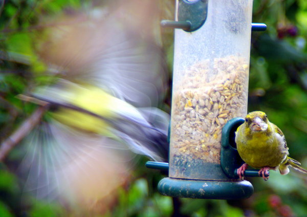 Exploding Finch