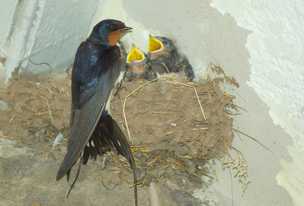 Feeding Time