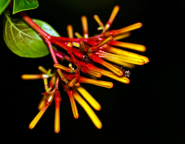 Firebush