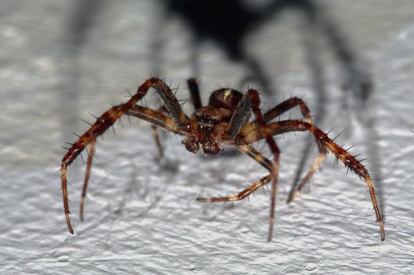 Garden spider, indoors.