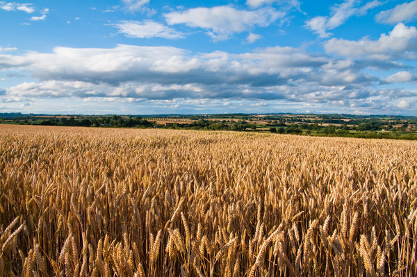 Golden Corn