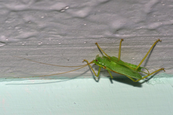 Grass Hopper that wanted to be a moth