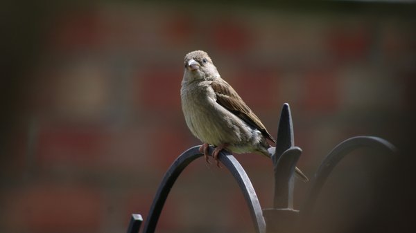 House Sparrow