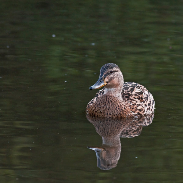 Lady Ma-mallard