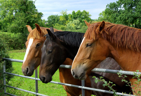 Nag, nag,nag