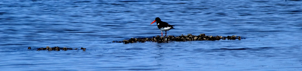 Oyster Catcher