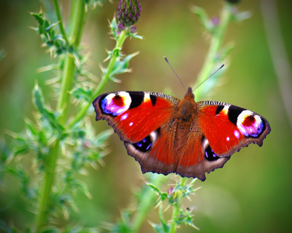 Peacock Butterfly