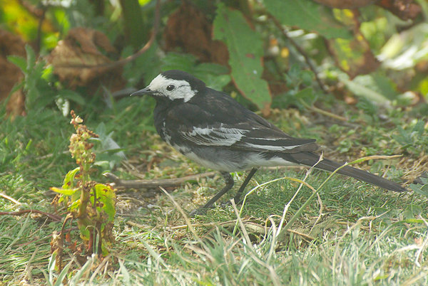 Pied Wagtail on Inner Farne Island