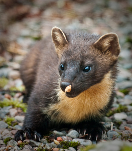 Pine marten