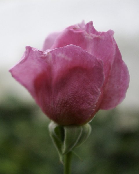 Pink rose