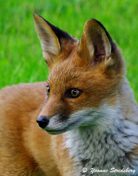 Portrait of a fox kid in the free nature.