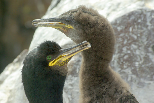 Shag with chick, Inner Farne Island