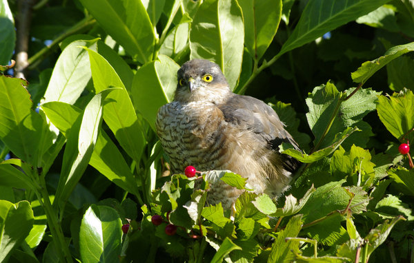 Sparrowhawk Looking for Breakfast