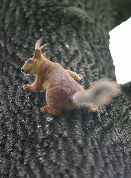 squirrel