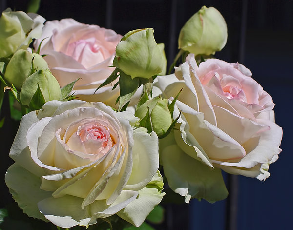 Summer Rose.